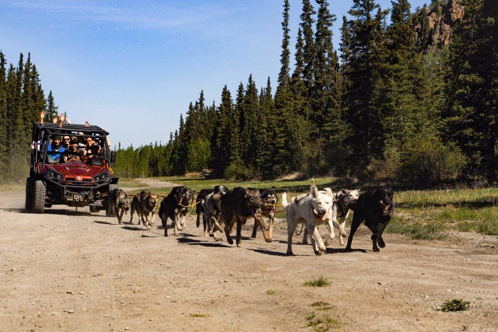 Team of sled dogs pulling an off-road vehicle with people, surrounded by trees and blue sky.