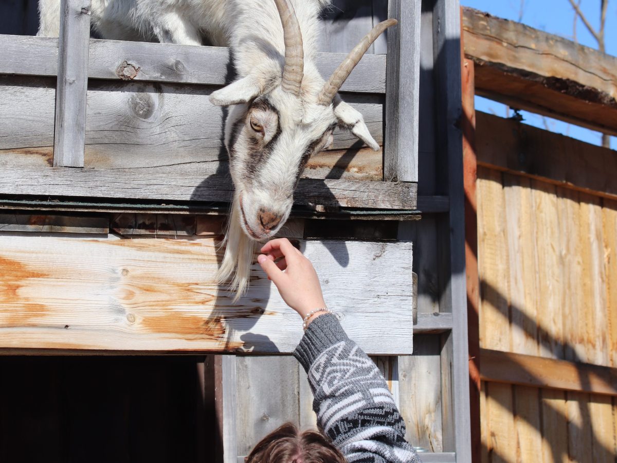 Person reaching up to feed a goat leaning over a wooden fence.