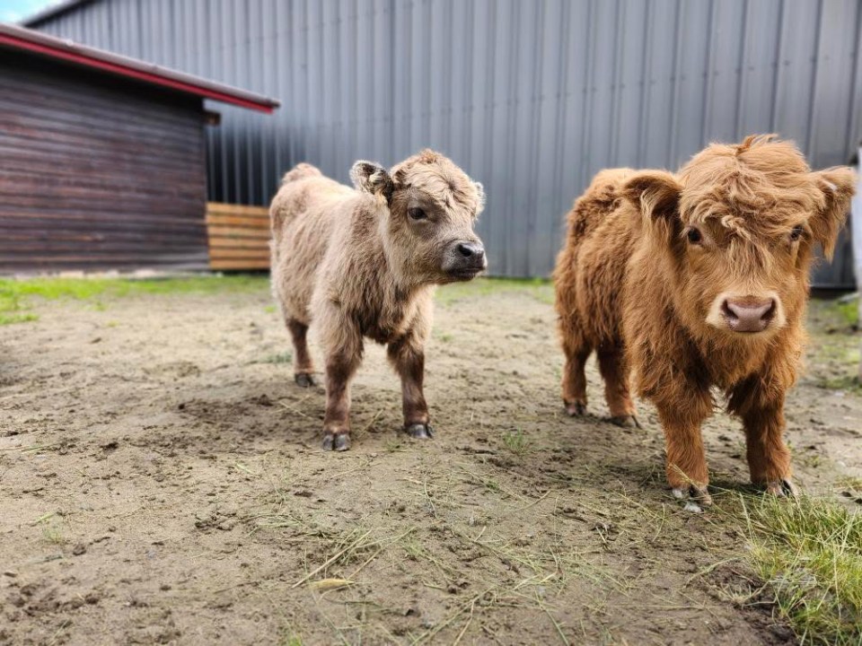 Two fluffy calves standing on dirt near barn buildings.