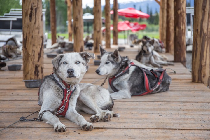 Two sled dogs in harnesses resting on a wooden platform.