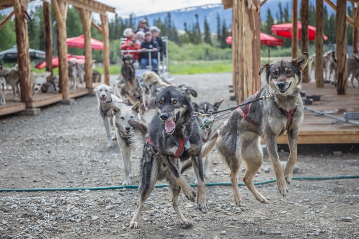 Two sled dogs in harness with others behind, wooden structures, and people on a sled in a mountainous area.