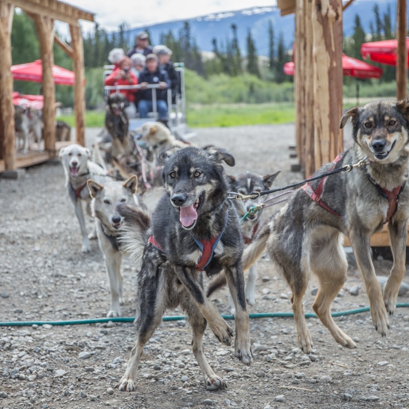 Two sled dogs in harness with others behind, wooden structures, and people on a sled in a mountainous area.