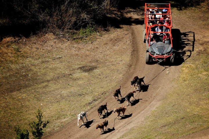 Off-road vehicle pulled by sled dogs on a dirt trail with passengers on board.