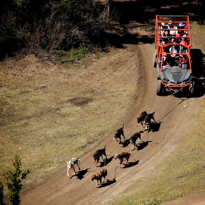 Off-road vehicle pulled by sled dogs on a dirt trail with passengers on board.