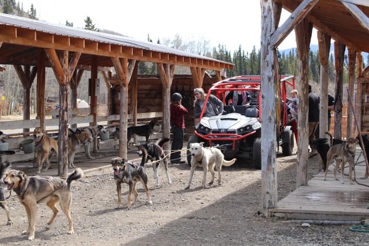 Dog sled team with a red off-road vehicle and people in a rustic wooden structure.
