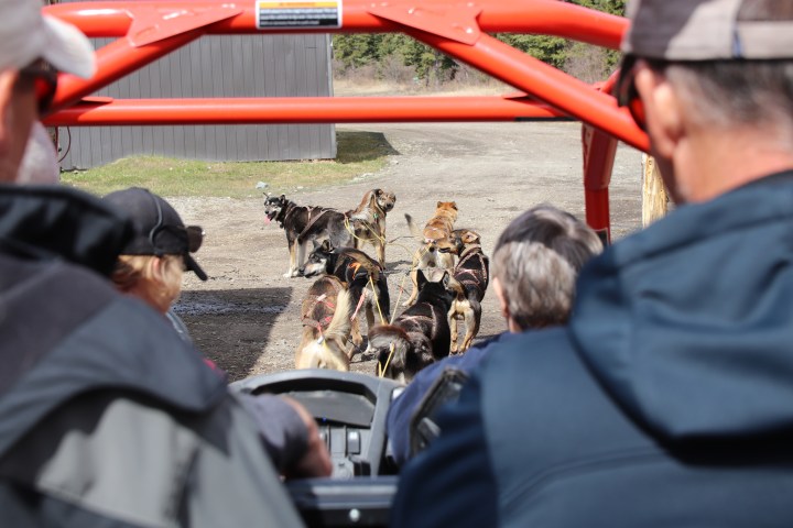 Two people in vehicle watching sled dogs harnessed ahead on gravel path.