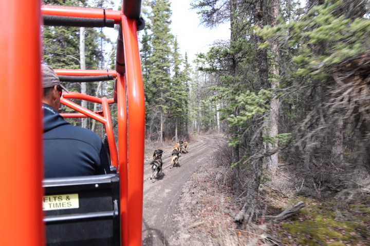 Person riding a red cart through a forest, following a team of sled dogs on a muddy path.