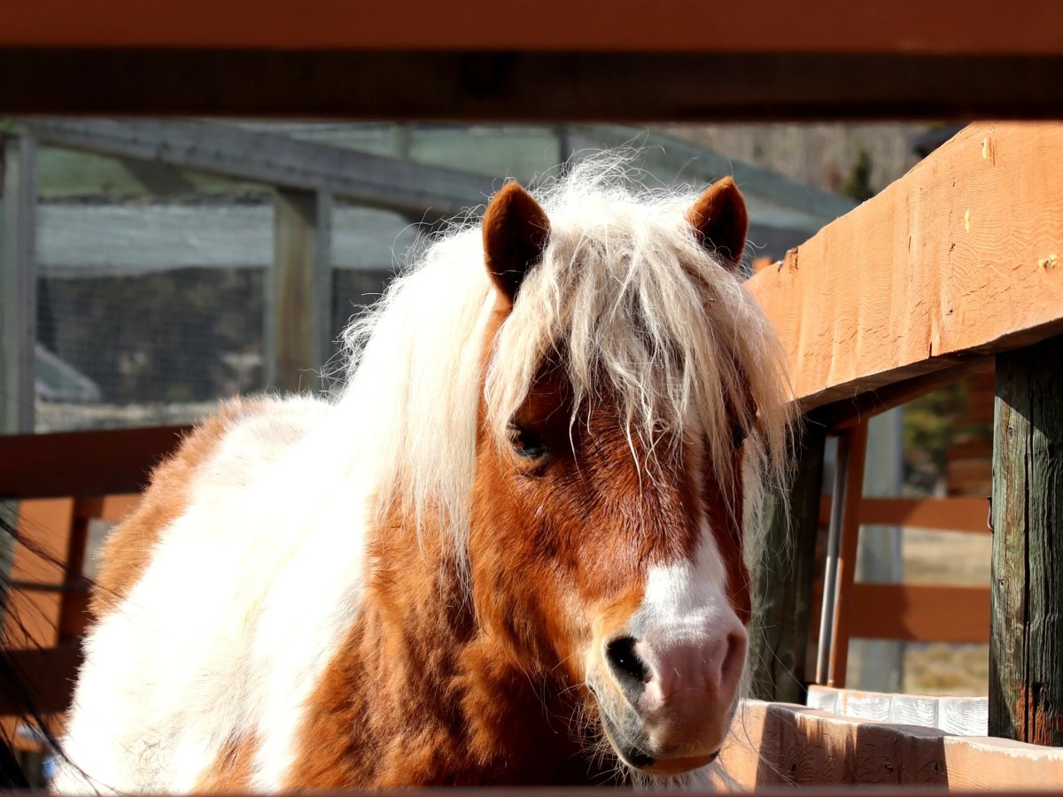 A fluffy brown and white pony standing behind a wooden fence in the sunlight.