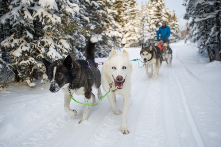 Four sled dogs pull a person on a snowy forest trail.