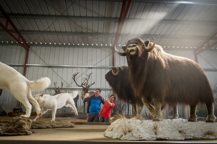 People pose with Arctic animal taxidermy in a museum exhibit.